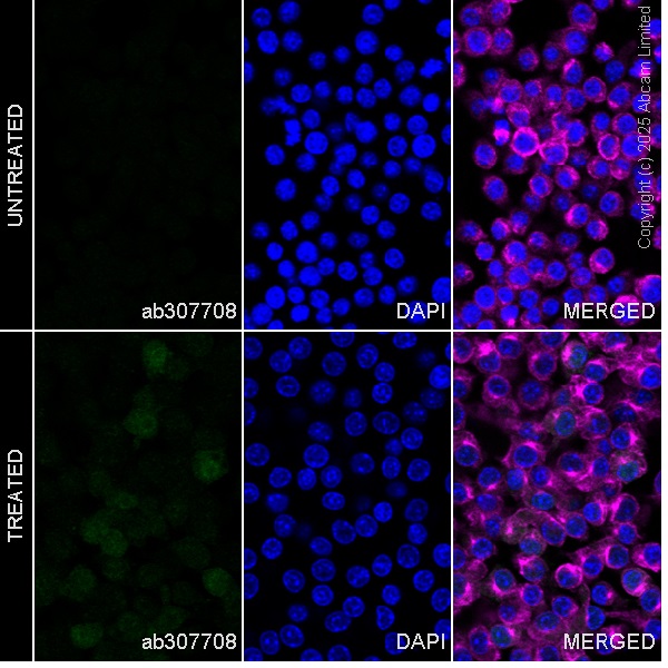 Immunocytochemistry/ Immunofluorescence - Goat Anti-Rabbit IgG H&L (Alexa Fluor® 488) (ab150077), expandable thumbnail
