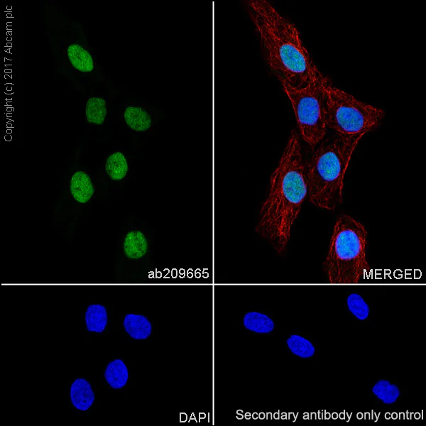 Immunocytochemistry/ Immunofluorescence - Goat Anti-Rabbit IgG H&L (Alexa Fluor® 488) (AB150077)
