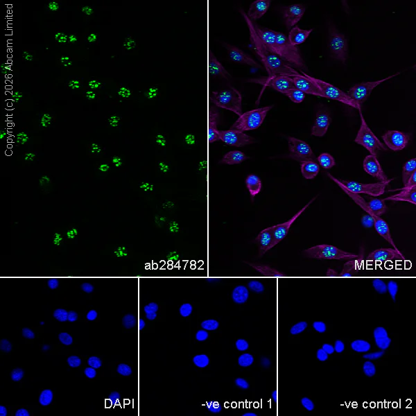 Immunocytochemistry/ Immunofluorescence - Goat Anti-Rabbit IgG H&L (Alexa Fluor® 488) (AB150077)