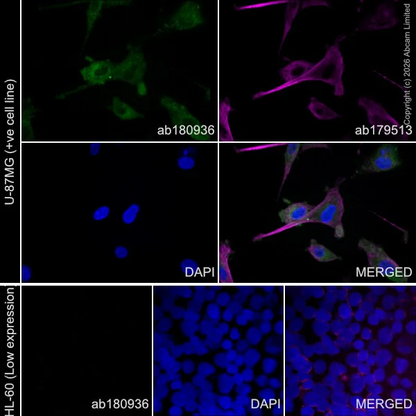 Immunocytochemistry/ Immunofluorescence - Goat Anti-Rabbit IgG H&L (Alexa Fluor® 488) (AB150077)