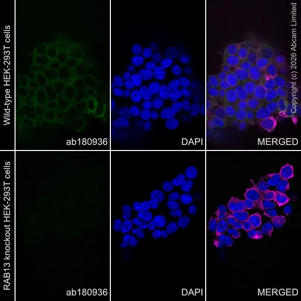 Immunocytochemistry/ Immunofluorescence - Goat Anti-Rabbit IgG H&L (Alexa Fluor® 488) (AB150077)