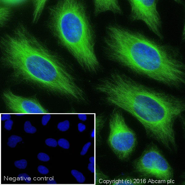 Immunocytochemistry/ Immunofluorescence - Goat Anti-Rabbit IgG H&L (Alexa Fluor® 488) (AB150077)