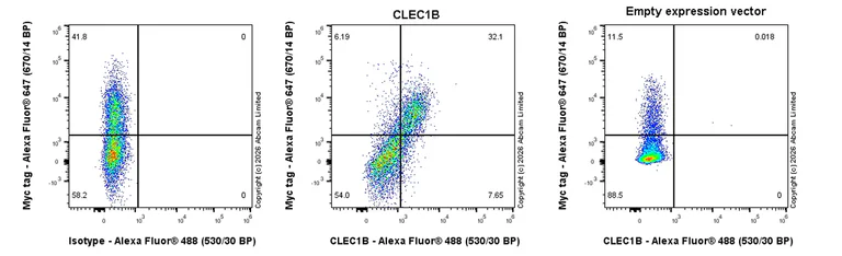Flow Cytometry - Goat Anti-Rabbit IgG H&L (Alexa Fluor® 488) preadsorbed (AB150081)