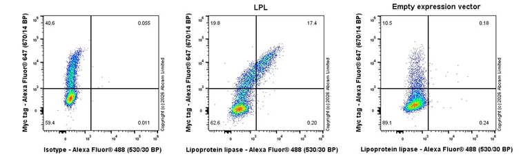 Flow Cytometry (Intracellular) - Goat Anti-Rabbit IgG H&L (Alexa Fluor® 488) preadsorbed (AB150081)