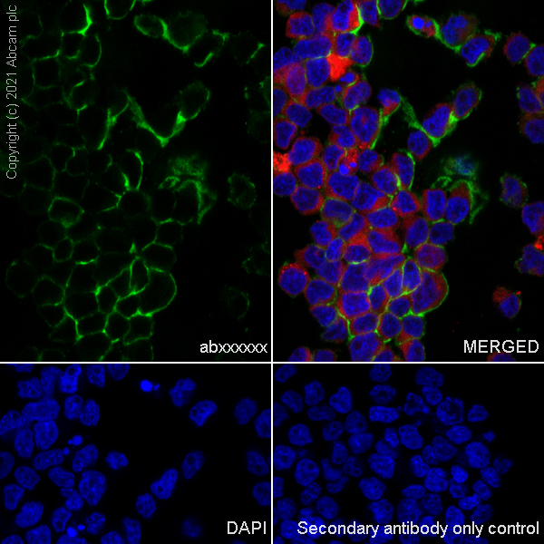 Immunocytochemistry/ Immunofluorescence - Goat Anti-Rabbit IgG H&L (Alexa Fluor® 488) preadsorbed (ab150081), expandable thumbnail