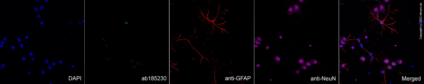 Immunocytochemistry/ Immunofluorescence - Goat Anti-Rabbit IgG H&L (Alexa Fluor® 488) preadsorbed (ab150081), expandable thumbnail