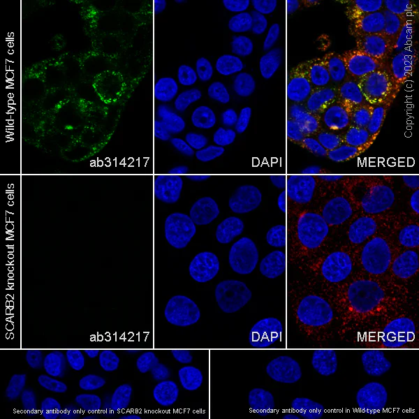 Immunocytochemistry/ Immunofluorescence - Goat Anti-Rabbit IgG H&L (Alexa Fluor® 488) preadsorbed (AB150081)