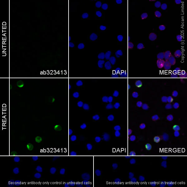 Immunocytochemistry/ Immunofluorescence - Goat Anti-Rabbit IgG H&L (Alexa Fluor® 488) preadsorbed (AB150081)