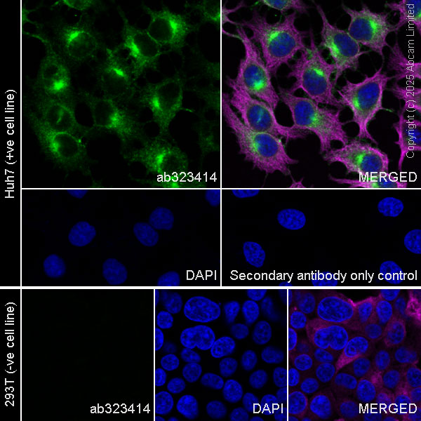 Immunocytochemistry/ Immunofluorescence - Goat Anti-Rabbit IgG H&L (Alexa Fluor® 488) preadsorbed (ab150081), expandable thumbnail