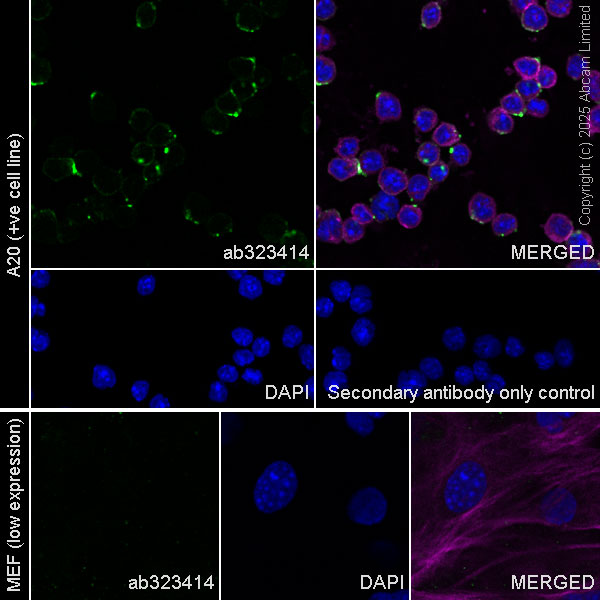 Immunocytochemistry/ Immunofluorescence - Goat Anti-Rabbit IgG H&L (Alexa Fluor® 488) preadsorbed (ab150081), expandable thumbnail