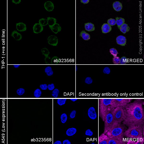 Immunocytochemistry/ Immunofluorescence - Goat Anti-Rabbit IgG H&L (Alexa Fluor® 488) preadsorbed (ab150081), expandable thumbnail