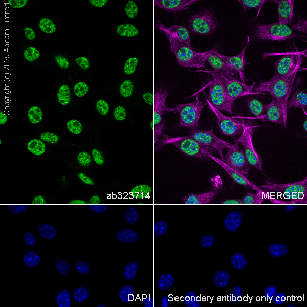 Immunocytochemistry/ Immunofluorescence - Goat Anti-Rabbit IgG H&L (Alexa Fluor® 488) preadsorbed (ab150081), expandable thumbnail