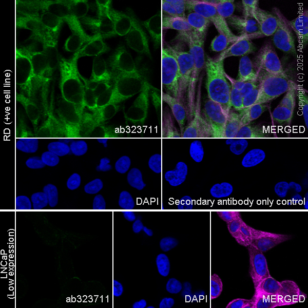 Immunocytochemistry/ Immunofluorescence - Goat Anti-Rabbit IgG H&L (Alexa Fluor® 488) preadsorbed (ab150081), expandable thumbnail