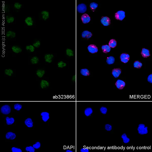 Immunocytochemistry/ Immunofluorescence - Goat Anti-Rabbit IgG H&L (Alexa Fluor® 488) preadsorbed (AB150081)