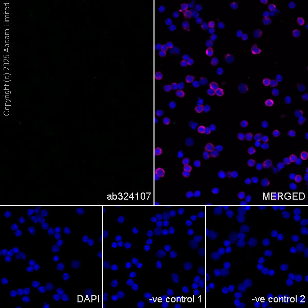 Immunocytochemistry/ Immunofluorescence - Goat Anti-Rabbit IgG H&L (Alexa Fluor® 488) preadsorbed (ab150081), expandable thumbnail