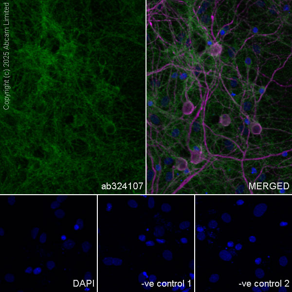 Immunocytochemistry/ Immunofluorescence - Goat Anti-Rabbit IgG H&L (Alexa Fluor® 488) preadsorbed (ab150081), expandable thumbnail