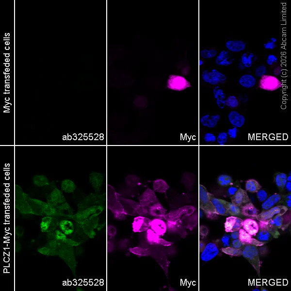 Immunocytochemistry/ Immunofluorescence - Goat Anti-Rabbit IgG H&L (Alexa Fluor® 488) preadsorbed (AB150081)