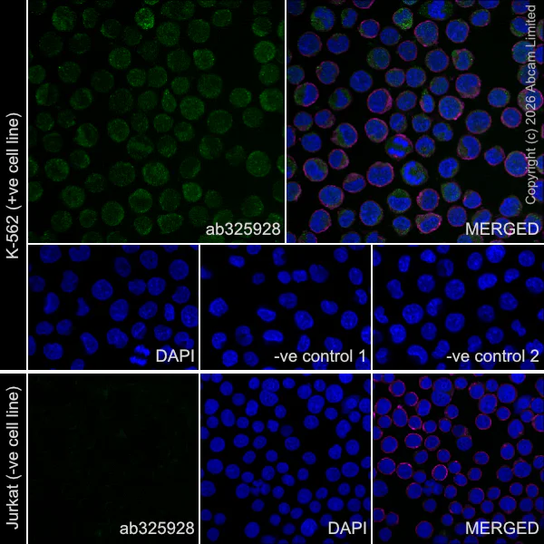 Immunocytochemistry/ Immunofluorescence - Goat Anti-Rabbit IgG H&L (Alexa Fluor® 488) preadsorbed (AB150081)