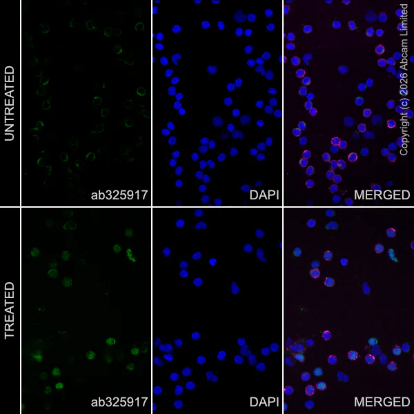 Immunocytochemistry/ Immunofluorescence - Goat Anti-Rabbit IgG H&L (Alexa Fluor® 488) preadsorbed (AB150081)