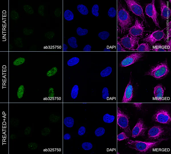 Immunocytochemistry/ Immunofluorescence - Goat Anti-Rabbit IgG H&L (Alexa Fluor® 488) preadsorbed (AB150081)