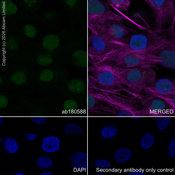 Immunocytochemistry/ Immunofluorescence - Goat Anti-Rabbit IgG H&L (Alexa Fluor® 488) preadsorbed (AB150081)