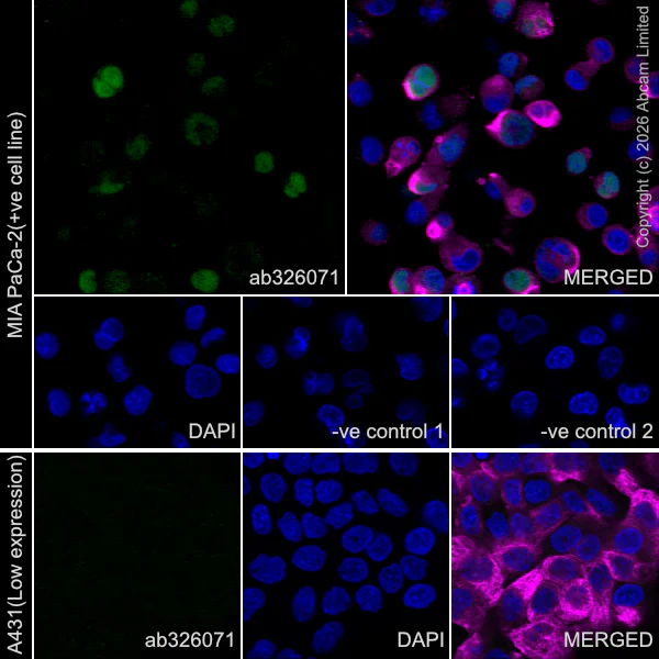 Immunocytochemistry/ Immunofluorescence - Goat Anti-Rabbit IgG H&L (Alexa Fluor® 488) preadsorbed (AB150081)