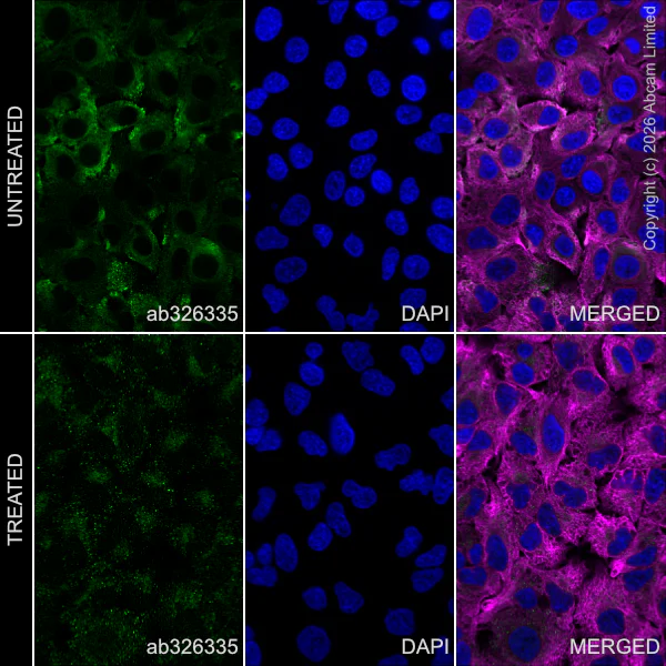 Immunocytochemistry/ Immunofluorescence - Goat Anti-Rabbit IgG H&L (Alexa Fluor® 488) preadsorbed (AB150081)