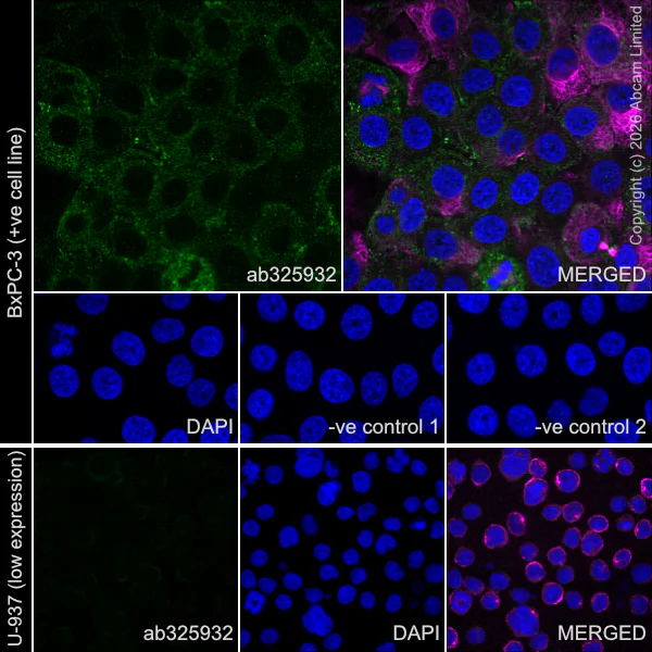 Immunocytochemistry/ Immunofluorescence - Goat Anti-Rabbit IgG H&L (Alexa Fluor® 488) preadsorbed (AB150081)