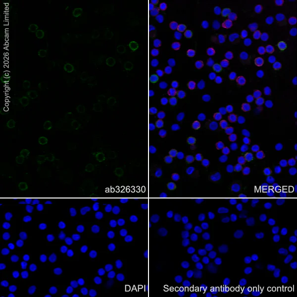 Immunocytochemistry/ Immunofluorescence - Goat Anti-Rabbit IgG H&L (Alexa Fluor® 488) preadsorbed (AB150081)