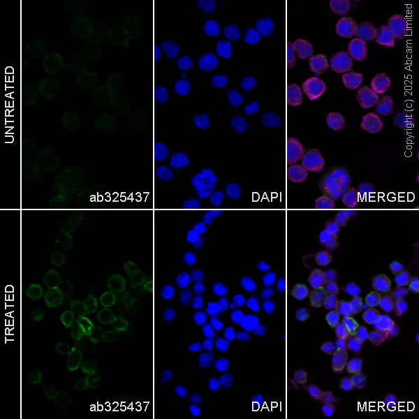 Immunocytochemistry/ Immunofluorescence - Goat Anti-Rabbit IgG H&L (Alexa Fluor® 488) preadsorbed (AB150081)