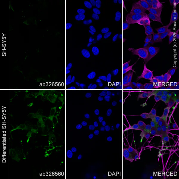 Immunocytochemistry/ Immunofluorescence - Goat Anti-Rabbit IgG H&L (Alexa Fluor® 488) preadsorbed (AB150081)