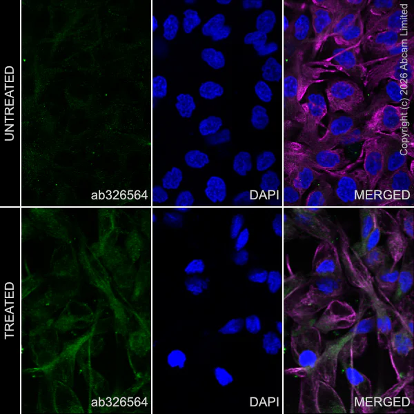 Immunocytochemistry/ Immunofluorescence - Goat Anti-Rabbit IgG H&L (Alexa Fluor® 488) preadsorbed (AB150081)
