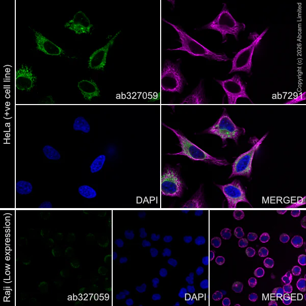 Immunocytochemistry/ Immunofluorescence - Goat Anti-Rabbit IgG H&L (Alexa Fluor® 488) preadsorbed (AB150081)