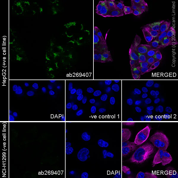 Immunocytochemistry/ Immunofluorescence - Goat Anti-Rabbit IgG H&L (Alexa Fluor® 488) preadsorbed (AB150081)
