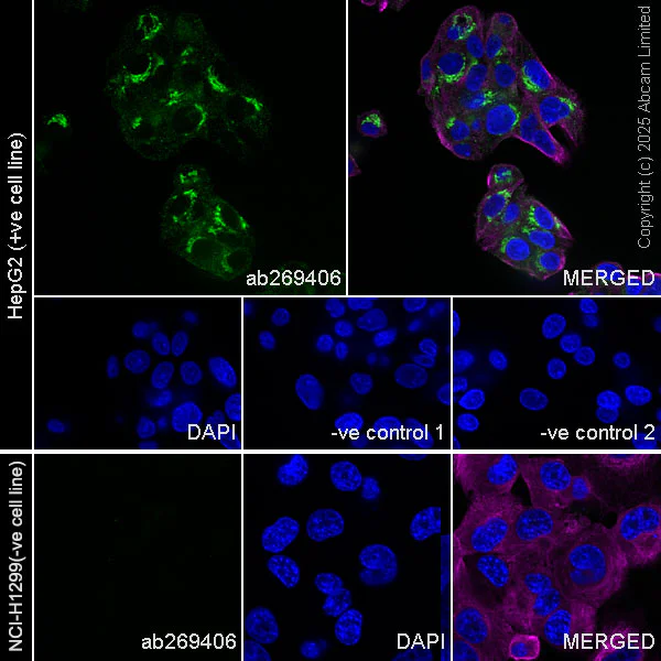 Immunocytochemistry/ Immunofluorescence - Goat Anti-Rabbit IgG H&L (Alexa Fluor® 488) preadsorbed (AB150081)