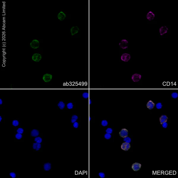 Immunocytochemistry/ Immunofluorescence - Goat Anti-Rabbit IgG H&L (Alexa Fluor® 488) preadsorbed (AB150081)