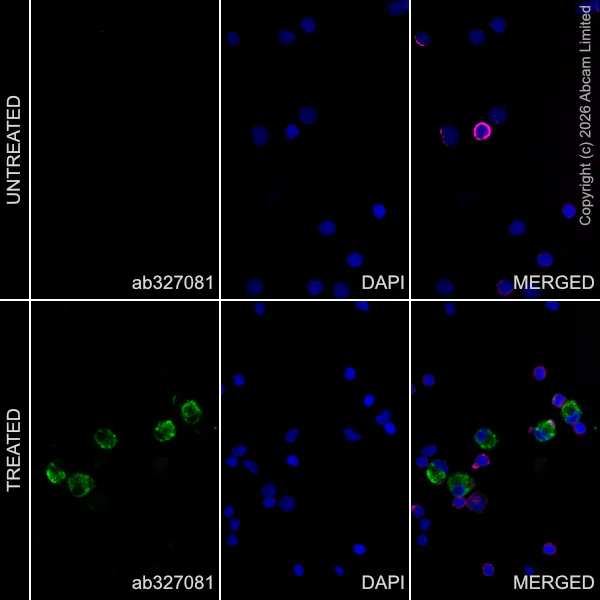 Immunocytochemistry/ Immunofluorescence - Goat Anti-Rabbit IgG H&L (Alexa Fluor® 488) preadsorbed (AB150081)