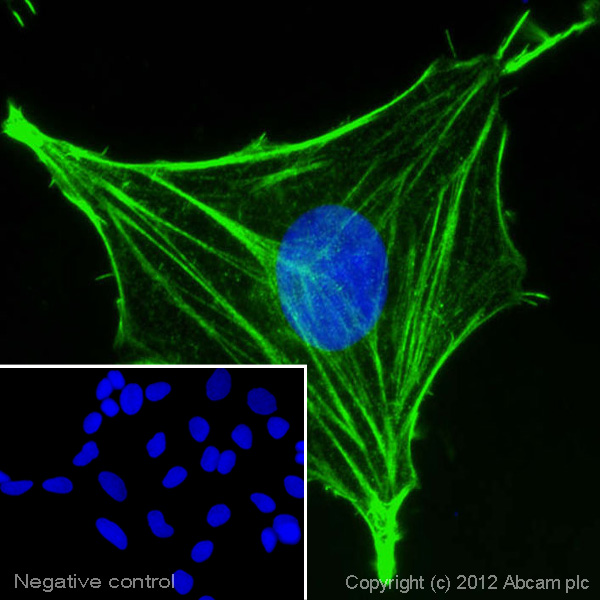 Immunocytochemistry/ Immunofluorescence - Goat Anti-Rabbit IgG H&L (Alexa Fluor® 488) preadsorbed (AB150081), expandable thumbnail