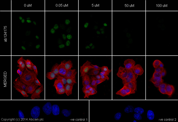 Immunocytochemistry/ Immunofluorescence - Goat Anti-Rabbit IgG H&L (Alexa Fluor® 488) preadsorbed (ab150081), expandable thumbnail