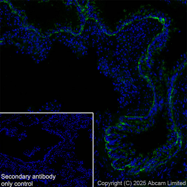 Immunohistochemistry (Frozen sections) - Goat Anti-Rabbit IgG H&L (Alexa Fluor® 488) preadsorbed (ab150081), expandable thumbnail