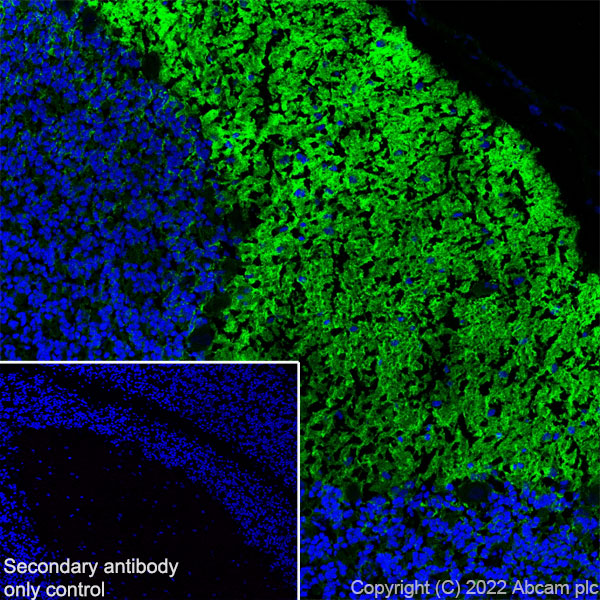 Immunohistochemistry (Frozen sections) - Goat Anti-Rabbit IgG H&L (Alexa Fluor® 488) preadsorbed (ab150081), expandable thumbnail