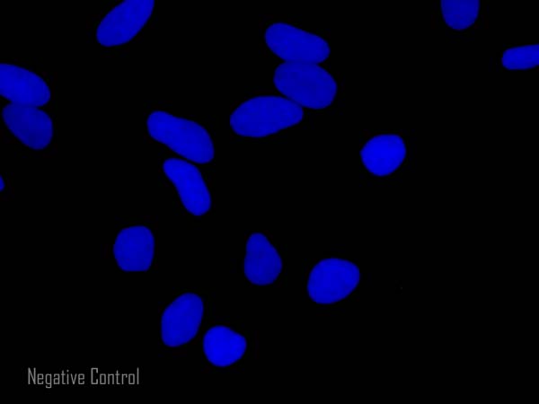 Immunocytochemistry/ Immunofluorescence - Goat Anti-Rabbit IgG H&L (Alexa Fluor® 488) preadsorbed (AB150085), expandable thumbnail