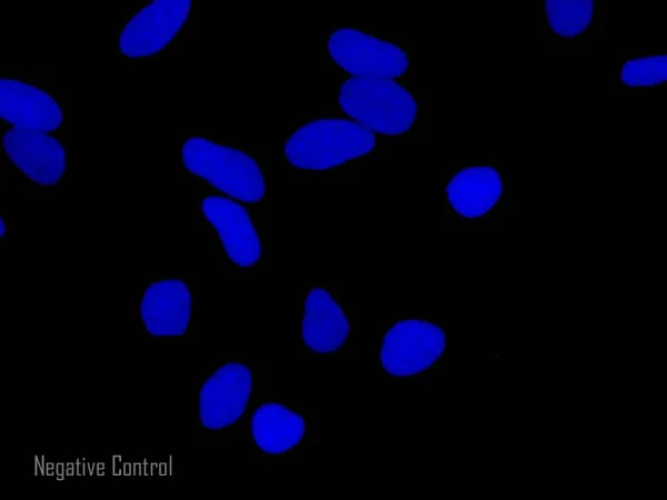 Immunocytochemistry/ Immunofluorescence - Goat Anti-Rabbit IgG H&L (Alexa Fluor® 488) preadsorbed (AB150085)