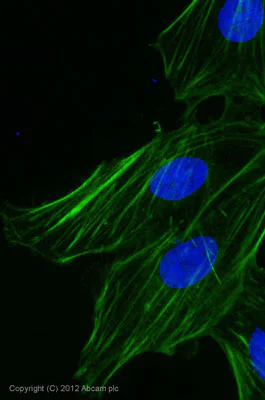 Immunocytochemistry/ Immunofluorescence - Goat Anti-Rabbit IgG H&L (Alexa Fluor® 488) preadsorbed (AB150085)