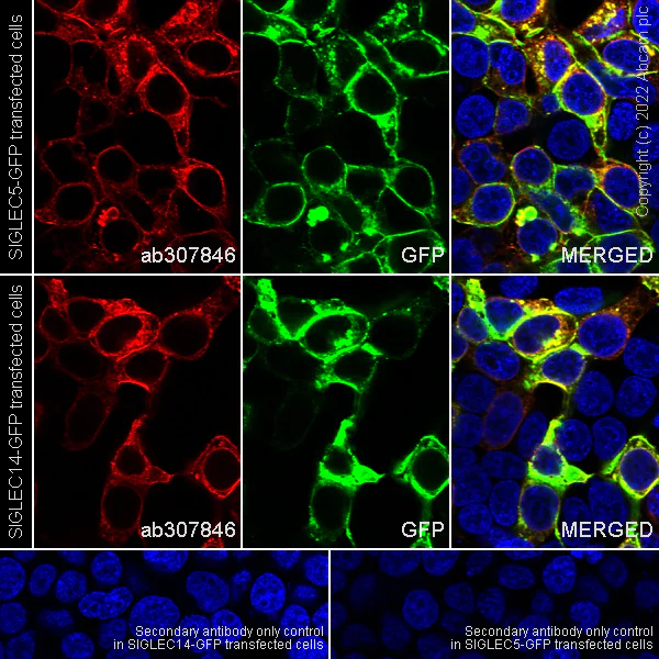 Immunocytochemistry/ Immunofluorescence - Goat Anti-Rabbit IgG H&L (Alexa Fluor® 488) preadsorbed (AB150085)