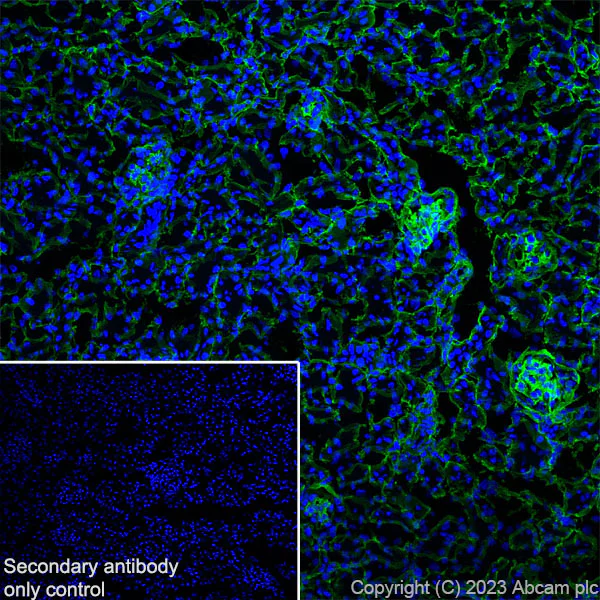 Immunohistochemistry (Frozen sections) - Goat Anti-Rabbit IgG H&L (Alexa Fluor® 488) preadsorbed (AB150085)