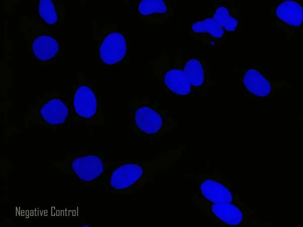 Immunocytochemistry/ Immunofluorescence - Goat Anti-Rabbit IgG H&L (Alexa Fluor® 555) preadsorbed (AB150082)