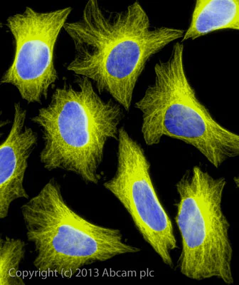 Immunocytochemistry/ Immunofluorescence - Goat Anti-Rabbit IgG H&L (Alexa Fluor® 555) preadsorbed (AB150082)