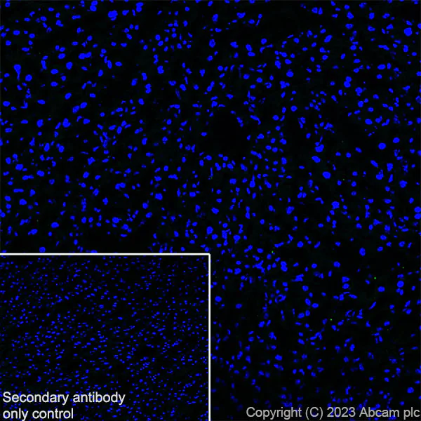 Immunohistochemistry (Frozen sections) - Goat Anti-Rabbit IgG H&L (Alexa Fluor® 555) preadsorbed (AB150082)