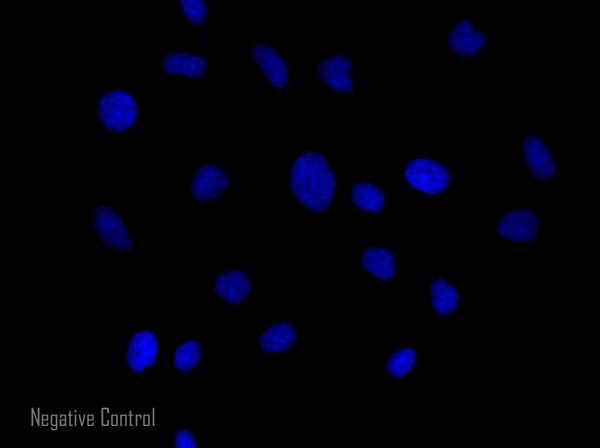 Immunocytochemistry/ Immunofluorescence - Goat Anti-Rabbit IgG H&L (Alexa Fluor® 568) preadsorbed (AB175695), expandable thumbnail